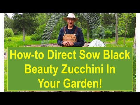 Tips and Ideas on How-to Direct Sow Black Beauty Zucchini in Your Garden Containers