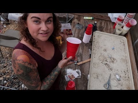 How to Start Tomato Seeds in Red Solo Cups | Growing Food Made Simple