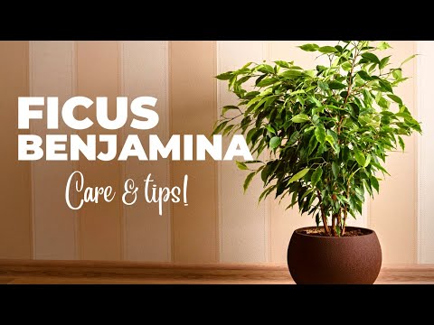 The Ultimate FICUS BENJAMINA Care Guide (Weeping Fig Plant Care)