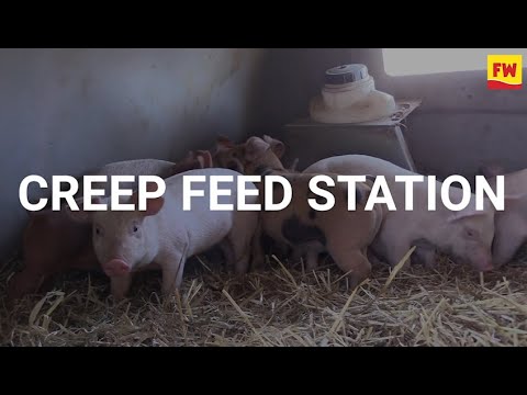 Clever pig creep feeding station