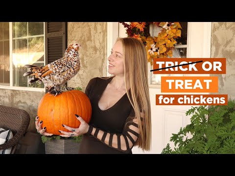 Why You Should Be Feeding Your Chickens Pumpkins