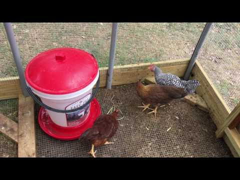 Chickens try cilantro(Adorable!!!)