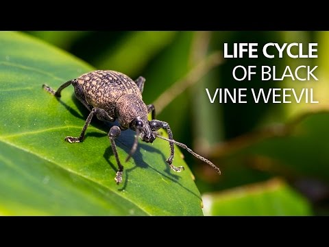 Life cycle of black vine weevil