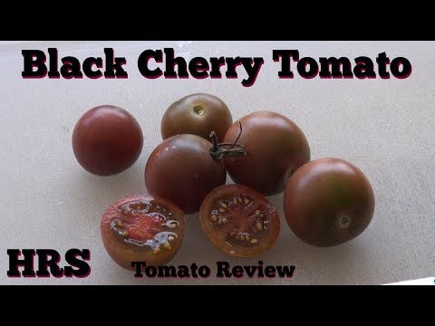 Black Cherry Tomato | Solanum lycopersicum |Tomato Review