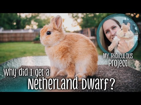 Why did I get a Netherland Dwarf?? - My ridiculous rabbit project