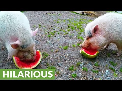 Rescued pigs are ecstatic when treated to watermelon