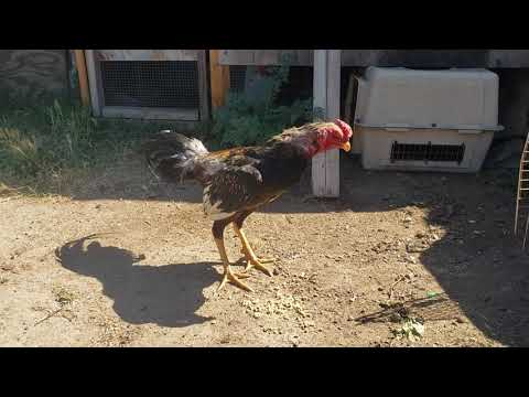 Burmese chicken