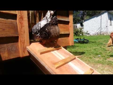 Teaching chickens to use ramp to new coop