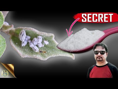 SECRET BAKING SODA HACK || The Most Powerful Organic Pesticide Mixture