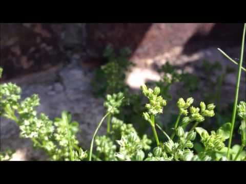 Kransmuur (Polycarpon tetraphyllum) - 2016-06-05