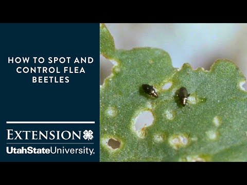 How to Spot and Control Flea Beetles