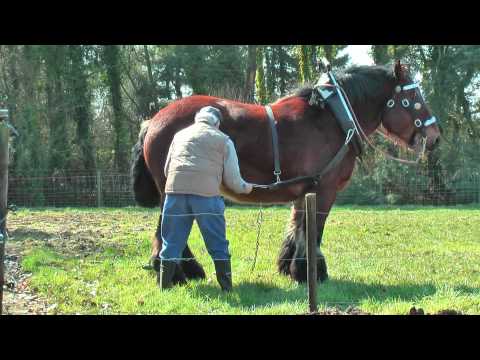 Strong and Well Trained Belgian Draft Horse at work
