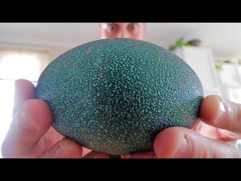 What comes out of an egg this BIG? The 50 day hatching adventure.
