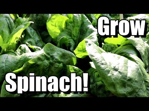 How to Grow Spinach from Seed to Harvest!