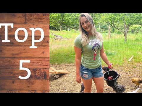 5 things you shouldn&#039;t feed your chickens, 5 you should | What we feed our chickens