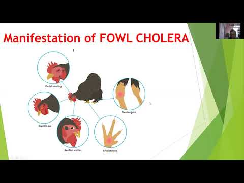 Fowl Cholera by Dr. Kaushal Kumar, Department of Veterinary Pathology, BVC, Patna