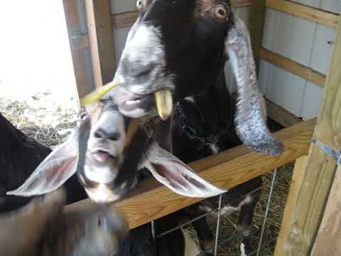Goats Eating Bananas!! (Goats LOVE Bananas... apparently)