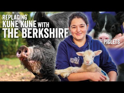 The Perfect replacement for Kune Kune pigs - The Berkshire Pig - Fridays with Fran Ep26