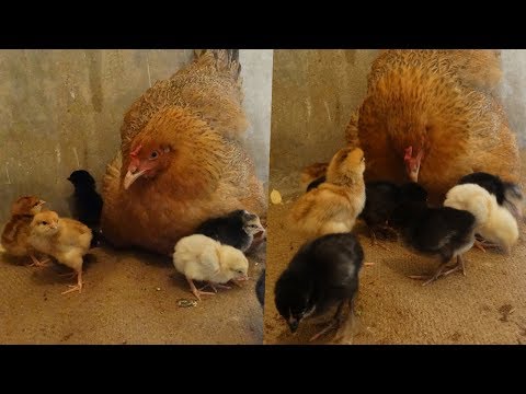 Mother hen calling her chicks very sweetly