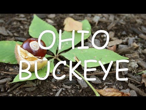 How to identify Ohio buckeye (Aesculus glabra) | TREE ID #4