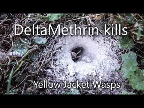 How to get rid of, kill in-ground yellow jacket wasps for good using Delta Dust ANGRY WASPS