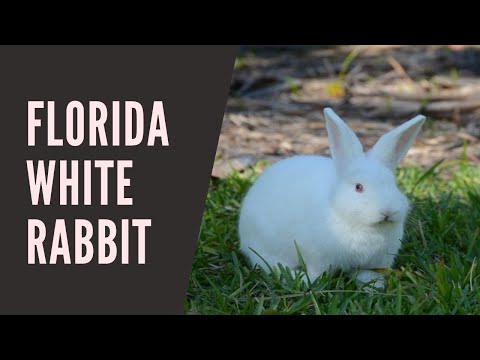 Florida White Rabbit || florida white rabbit lifespan || florida white rabbit weight