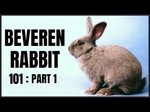 Beveren Rabbit 101: Part 1