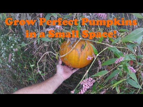 Grow Perfect Pumpkins in a Small Space!