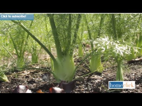 How To Grow Fennel | 8 Steps for Growing Fennel -Gardening Tips
