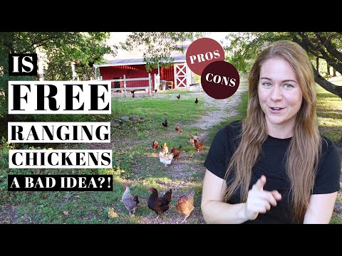 FREE RANGING CHICKENS 101 | How To Train Backyard Poultry | PROS &amp; CONS | Caring For Egg Laying Hens