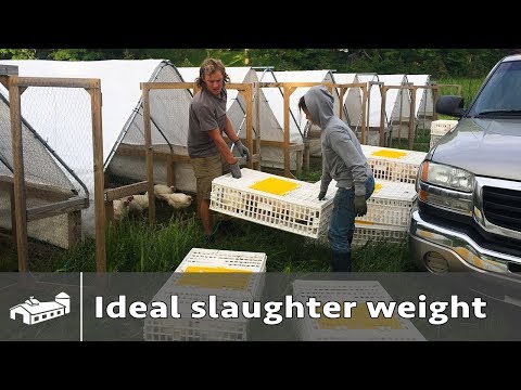 What is the ideal slaughter weight of a broiler chicken? - AMA S2:E4