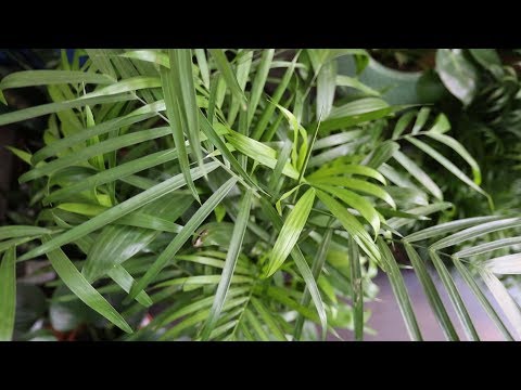Plant Parenthood Video Series: Bamboo Palm