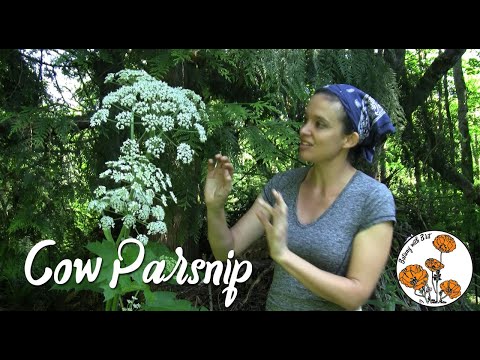 Cow Parsnip (Ep. 3) - Botany with Brit