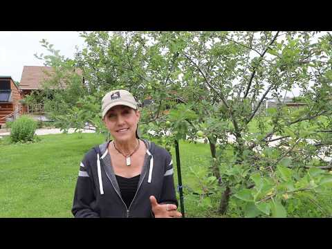 How to get rid of Japanese Beetles ORGANICALLY and save your garden, fruit trees and rose bushes