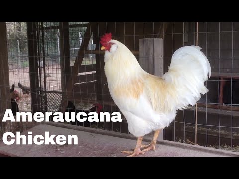 Chicken Breed Analysis: The Ameraucana