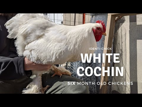 White Cochin: 6-Month-Old Chickens