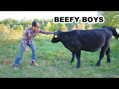 What I Learned Raising Beef Cattle on My Homestead (so far)