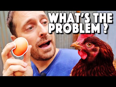 Calcium For Chickens | How, When, And Why To Give It To Them | Chicken Egg Shell Thin?