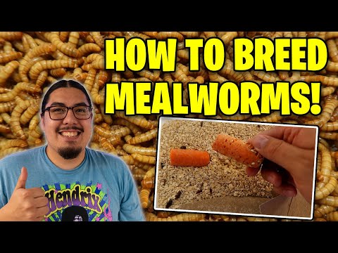 How To Breed Mealworms! Mealworm Farming 101