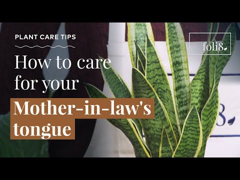 Mother-in-laws Tongue Plant Care 🌿 Snake Plant - Sansevieria