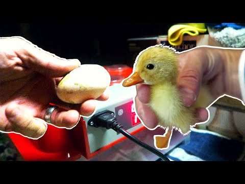 Incubating Duck Eggs from START TO FINISH | Rite Farm 3600 Incubator