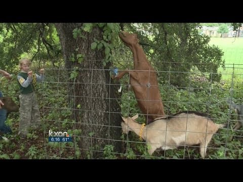 Goats a solution to a poison ivy problem