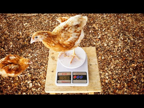 Is it Necessary to Weigh your Chickens? | Monitoring Chicken Growth