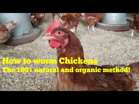 How To Worm Chickens 100% naturally and organic
