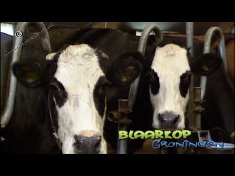 Blaarkop or blister head cattle - Groningen
