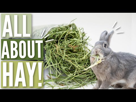 ALL ABOUT HAY FOR RABBITS 🌾