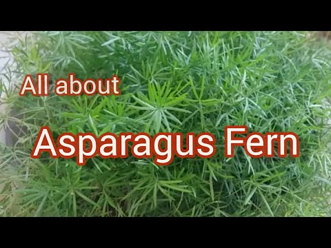 Asparagus Fern | How to care for Asparagus Fern | Sprengeri Asparagus Fern