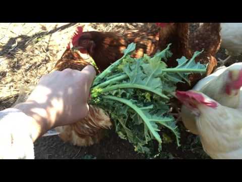 Chickens eating Kale