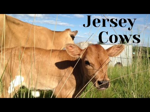 Jersey Cows - A Quick Look