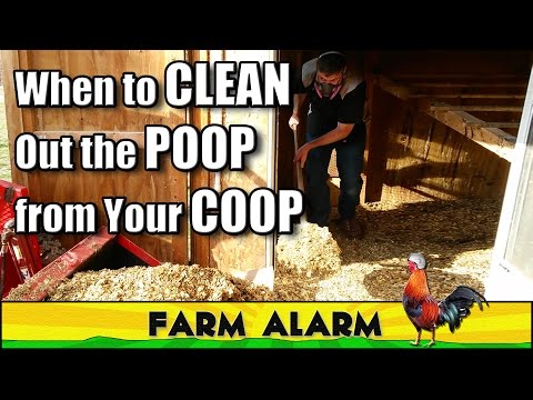 How to clean a Chicken Coop - When, Why and How Often